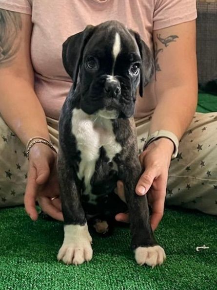 Dironau - Chiot disponible  - Boxer