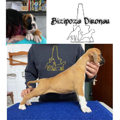 Bizipoza Dironau