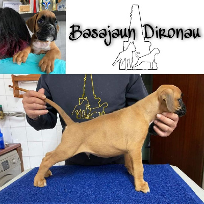 Basajaun Dironau