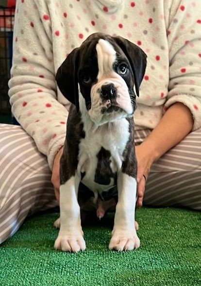 Dironau - Chiot disponible  - Boxer