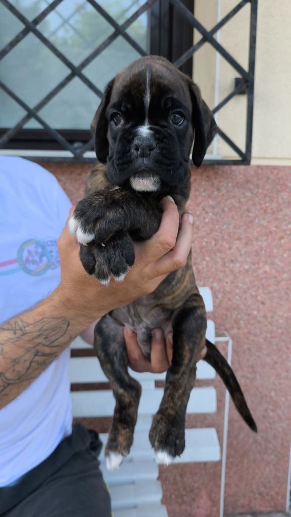 Dironau - Chiots disponibles - Boxer