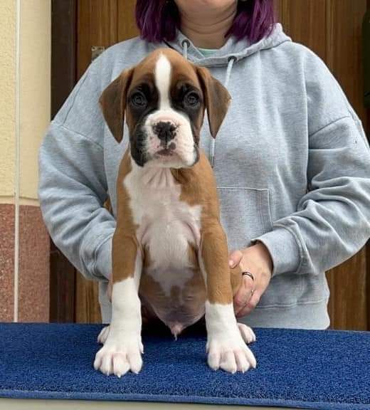 Dironau - Boxer - Portée née le 28/04/2023