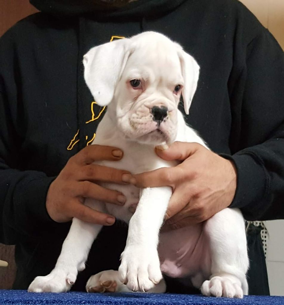 Dironau - Boxer - Portée née le 17/01/2020