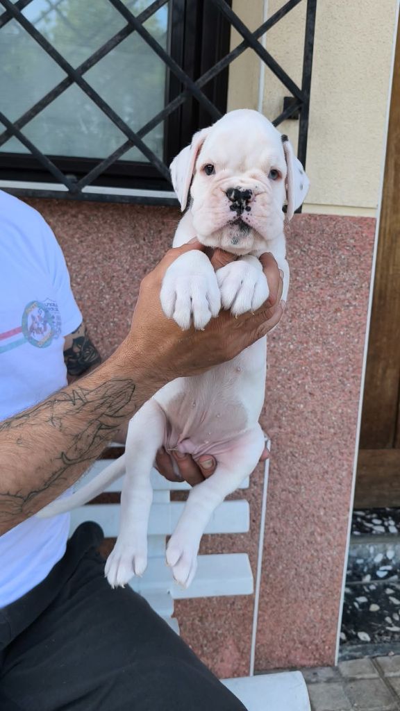 Dironau - Chiots disponibles - Boxer