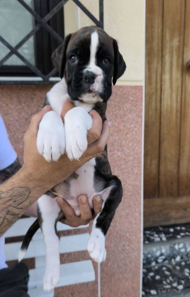 Dironau - Chiots disponibles - Boxer