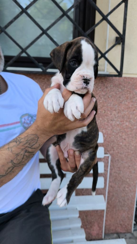 Dironau - Chiots disponibles - Boxer