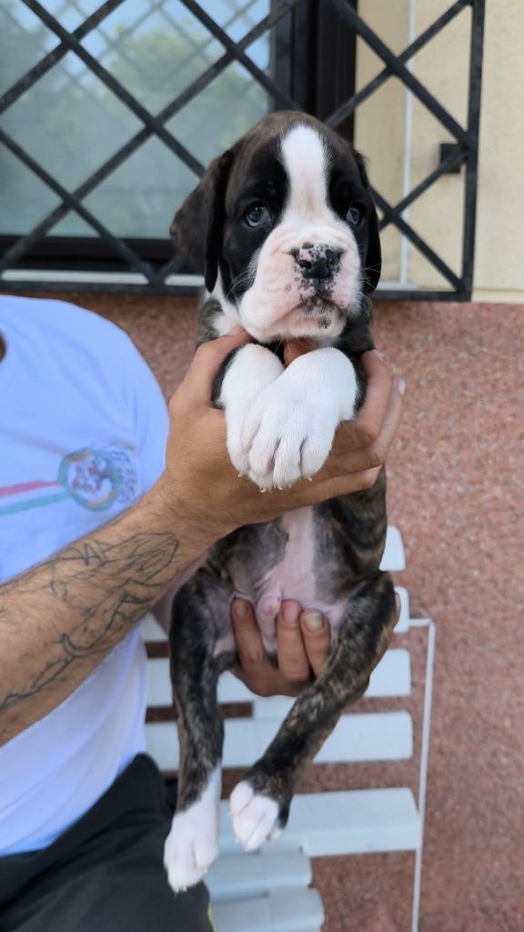 Dironau - Chiots disponibles - Boxer